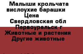 Малыши крольчата “вислоухие барашки“  › Цена ­ 800 - Свердловская обл., Первоуральск г. Животные и растения » Другие животные   